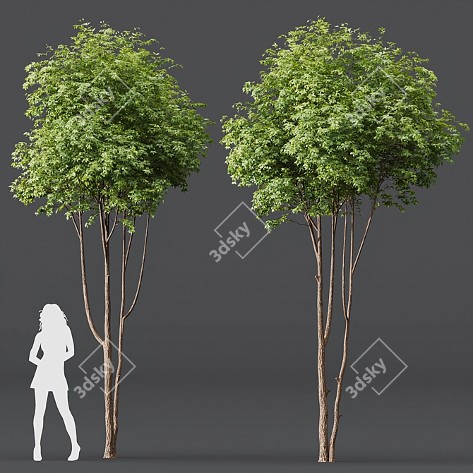 Dual 3D Tree Models Set 3D model image 4