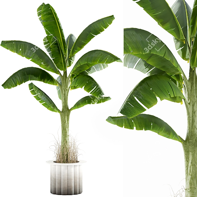 Tropical Banana Leaf Plant Model 3D model image 1