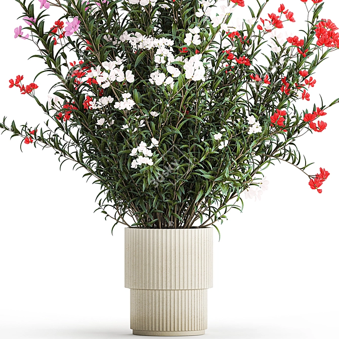 Blooming Oleander & Nerium Collection 3D model image 4