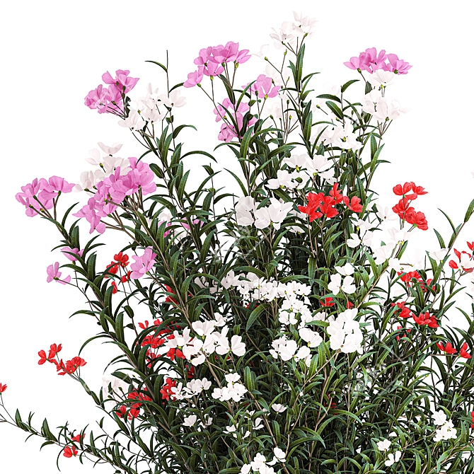 Blooming Oleander & Nerium Collection 3D model image 5