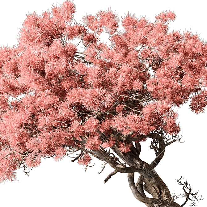 Pink Flower Bonsai Indoor Plant 3D model image 2