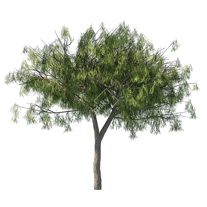 Emirates Ghaf Trees 3D Model 3D model image 6