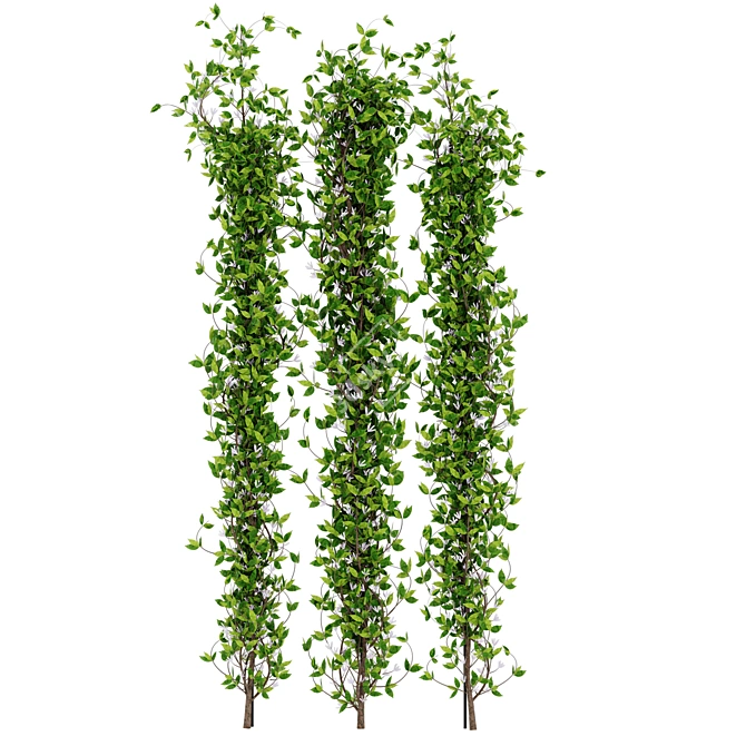 Dual Ivy Plant 3D Models 3D model image 3