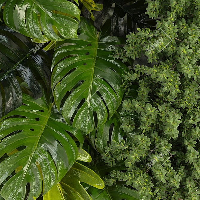 Monstera Deliciosa Collection Set 3D model image 6