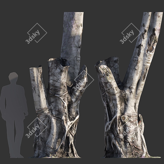 Full-spectrum Ficus Tree Pack 3D model image 1