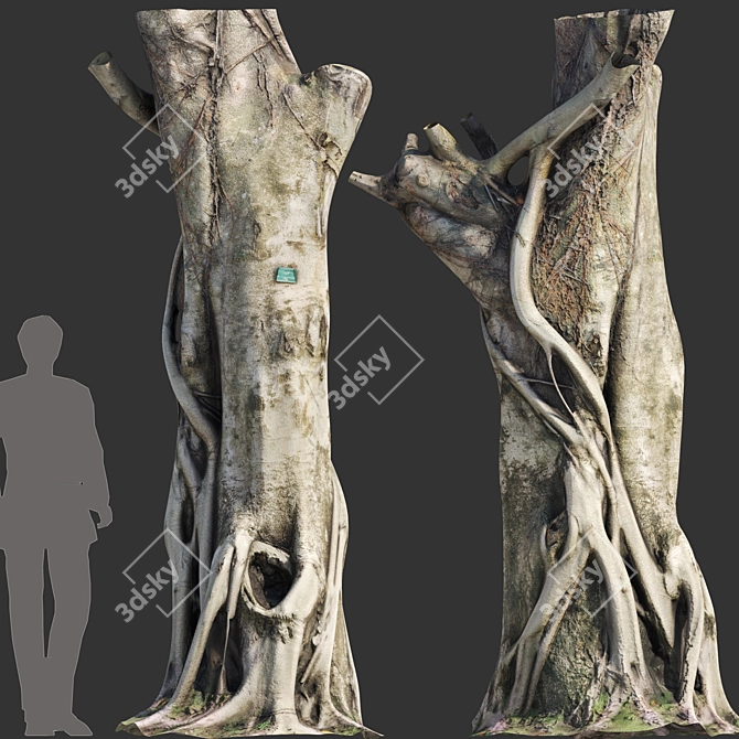 3D Ficus Tree Model Kit 3D model image 2