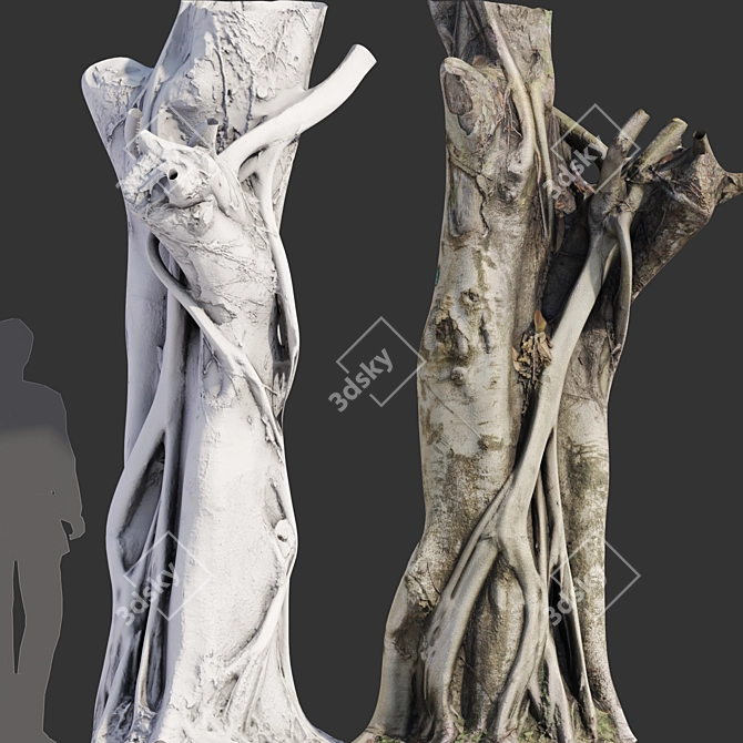 3D Ficus Tree Model Kit 3D model image 4