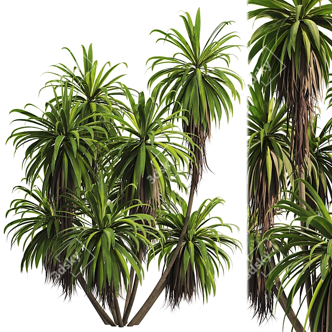 Premium Mountain Cabbage Tree Model 3D model image 1