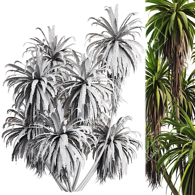 Premium Mountain Cabbage Tree Model 3D model image 2