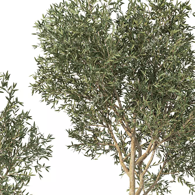 Lush Olive Tree Indoor Decor 3D model image 5