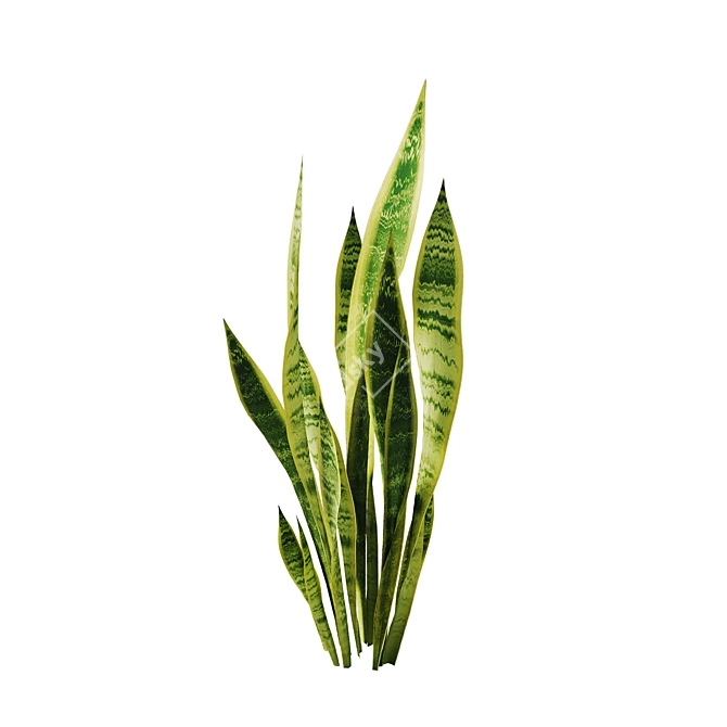 Sansevieria Bush Set | 4K PBR 3D model image 2