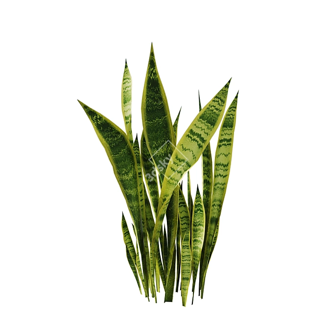 Sansevieria Bush Set | 4K PBR 3D model image 3