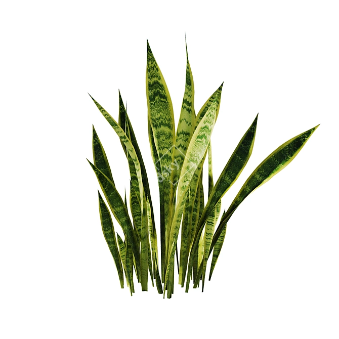 Sansevieria Bush Set | 4K PBR 3D model image 4