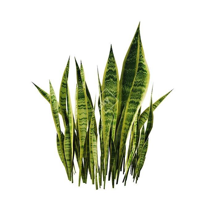 Sansevieria Bush Set | 4K PBR 3D model image 5