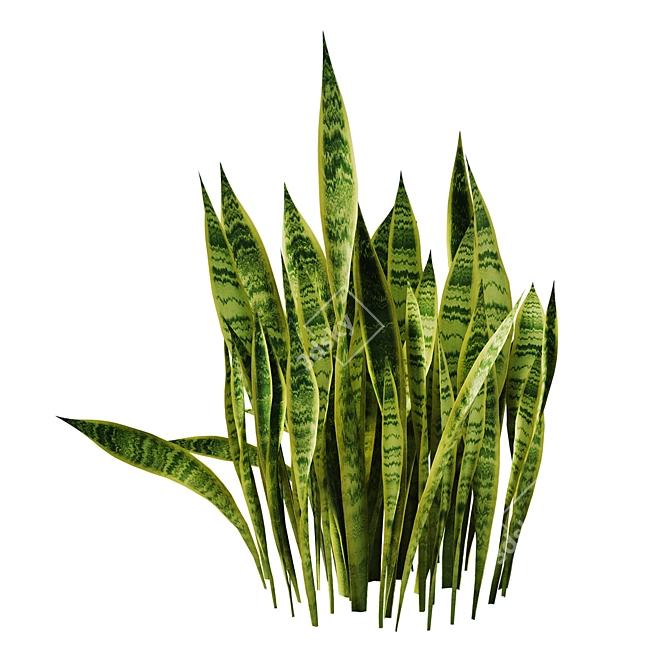 Sansevieria Bush Set | 4K PBR 3D model image 6