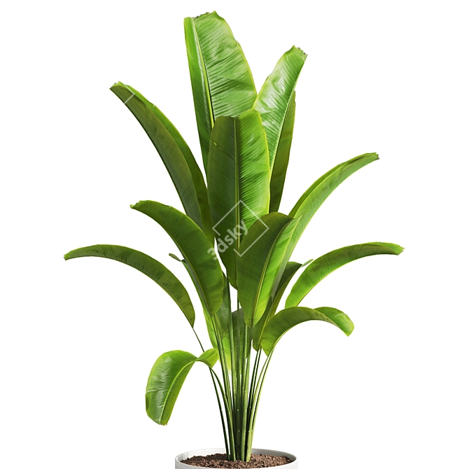 Tropical Banana Indoor Plant 3D model image 2