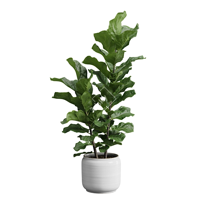 Exotic Ficus Variety Pack 3D model image 4