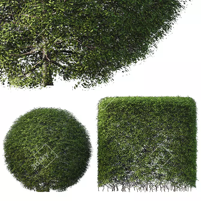 Betula Pendula 3D Evergreen Shrub 3D model image 2