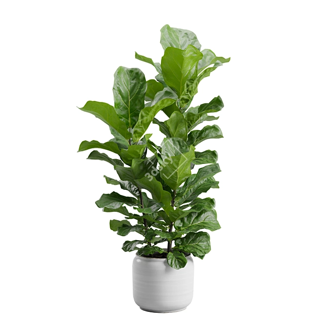 Ficus Lyrata Jungle Delight 3D model image 1