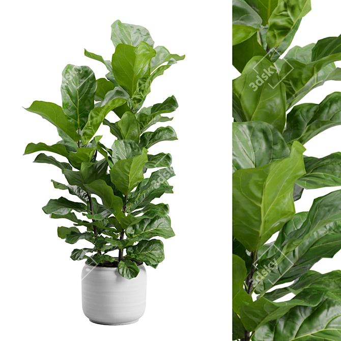 Ficus Lyrata Jungle Delight 3D model image 2