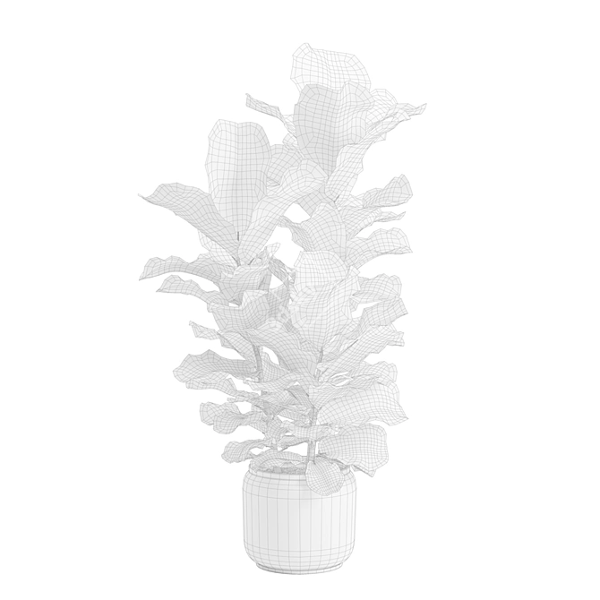 Ficus Lyrata Jungle Delight 3D model image 3