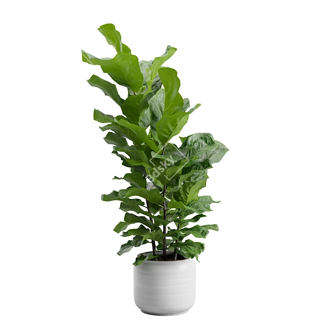 Ficus Lyrata Jungle Delight 3D model image 4