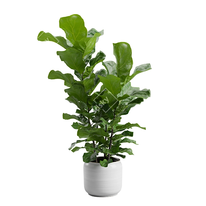 Ficus Lyrata Jungle Delight 3D model image 5