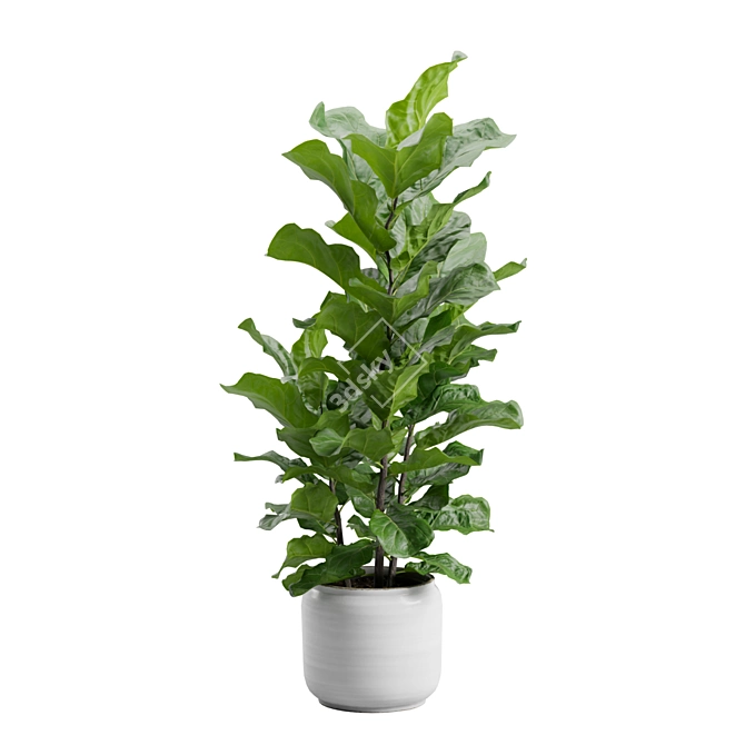 Ficus Lyrata Jungle Delight 3D model image 6