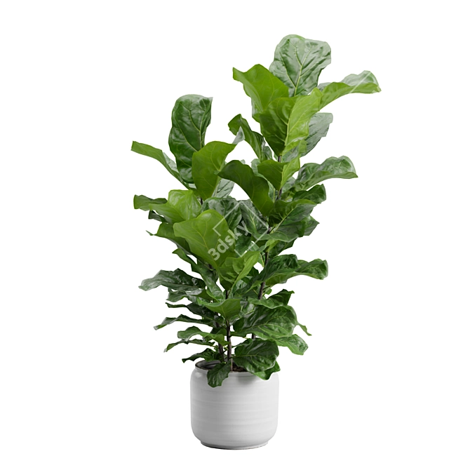 Ficus Lyrata Jungle Delight 3D model image 7