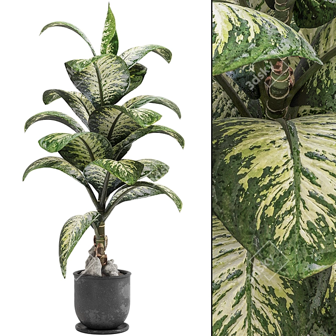 Tropic Dieffenbachia Tree 3D Model 3D model image 1