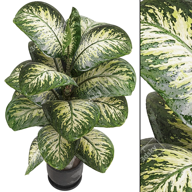 Tropic Dieffenbachia Tree 3D Model 3D model image 2