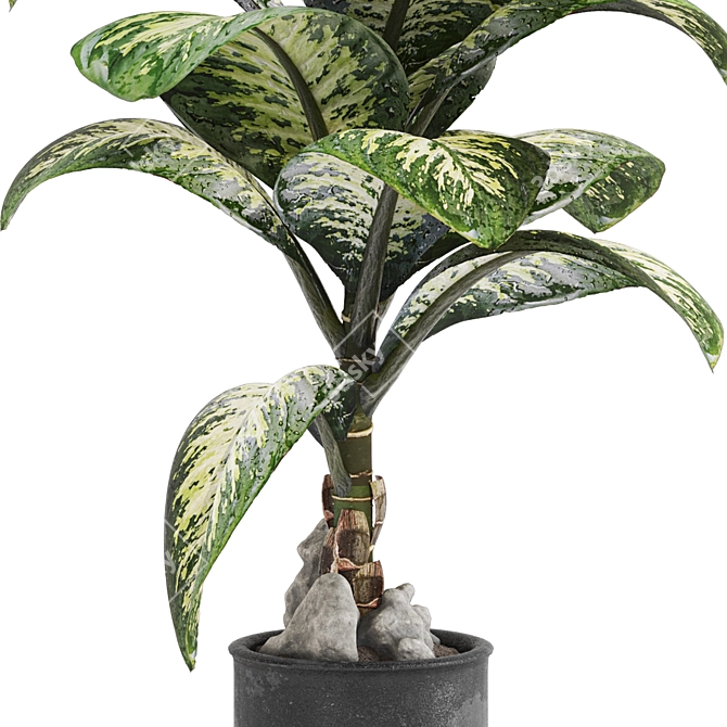 Tropic Dieffenbachia Tree 3D Model 3D model image 4