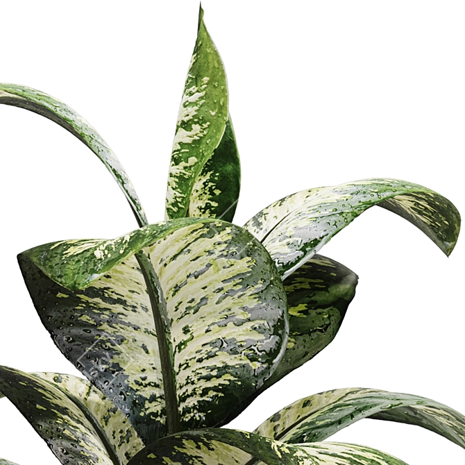 Tropic Dieffenbachia Tree 3D Model 3D model image 5