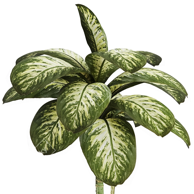 Tropic Dumb Cane 3D Model 3D model image 5