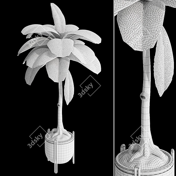 Tropic Dumb Cane 3D Model 3D model image 7