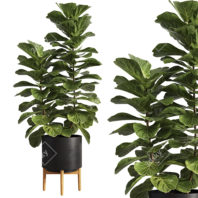 Modern Ficus Lyrata Plant Decor 3D model image 1