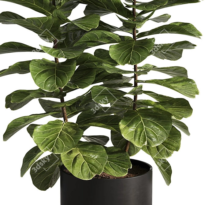 Modern Ficus Lyrata Plant Decor 3D model image 2