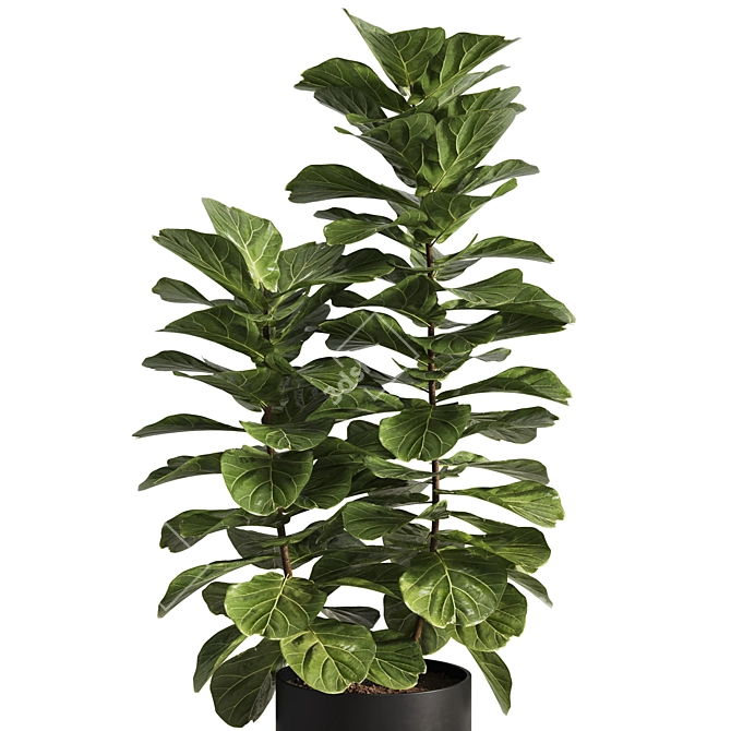 Modern Ficus Lyrata Plant Decor 3D model image 3