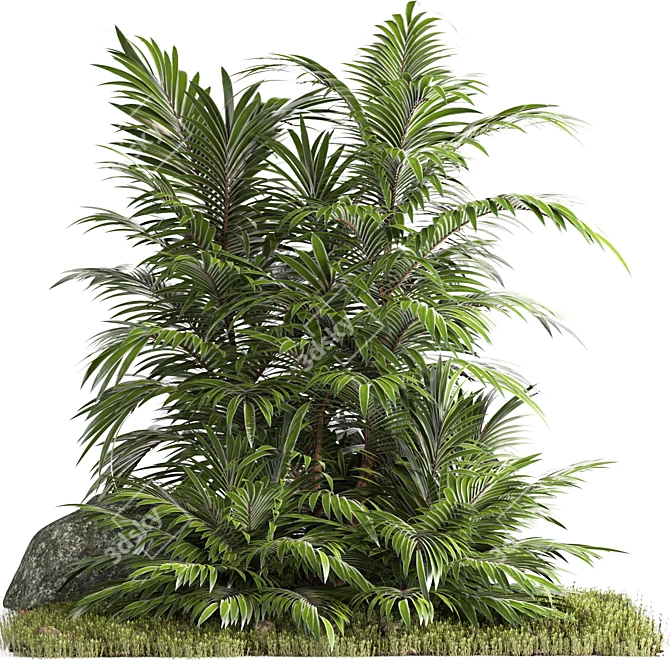 Tropical Palm Tree 3D Model 3D model image 1