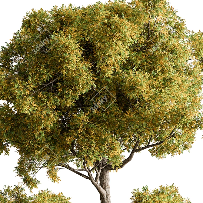 Botanical Bliss: Tree in Pot 3D model image 2