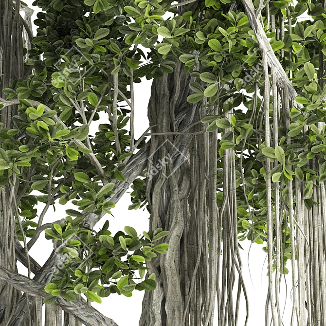 Ficus Bonsai 3D Model Kit 3D model image 3