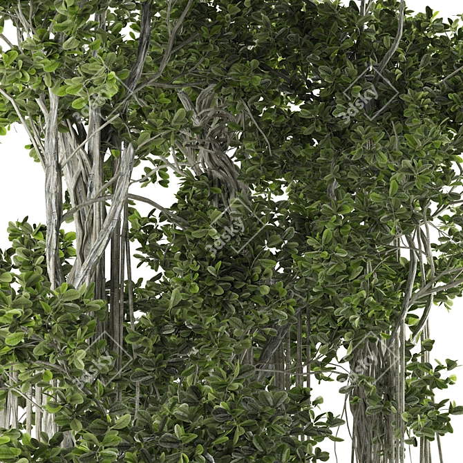 Ficus Bonsai 3D Model Kit 3D model image 4