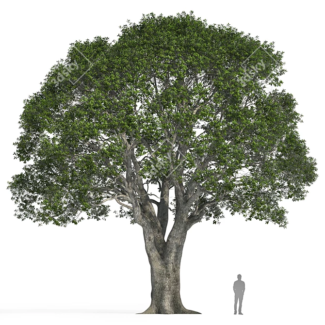 Stone Oak Tree Model 2014 3D model image 2