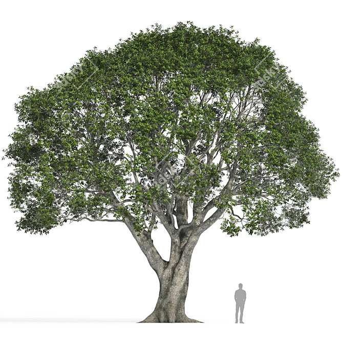 Stone Oak Tree Model 2014 3D model image 4