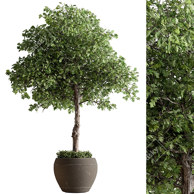 Outdoor Oak Tree Plant 567 3D model image 1