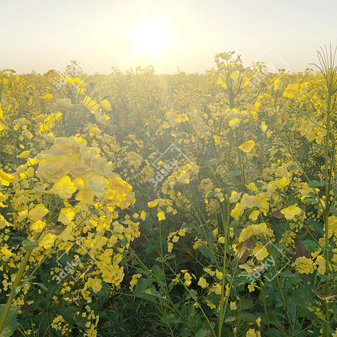 Rapeseed Plant 3D Model Scene 3D model image 3