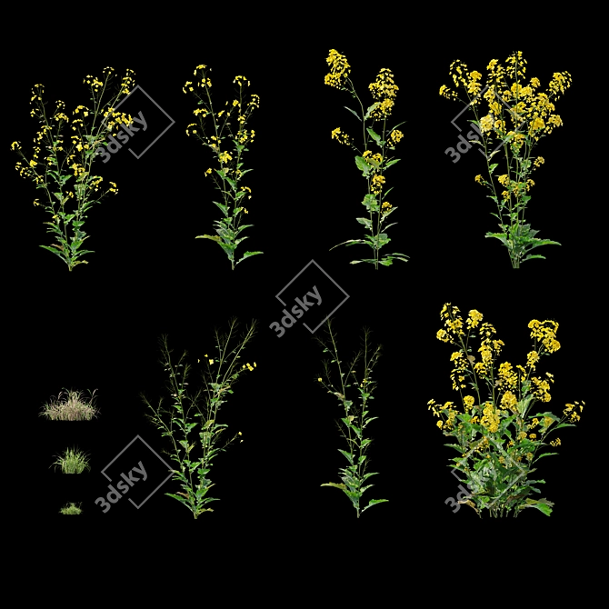 Rapeseed Plant 3D Model Scene 3D model image 4