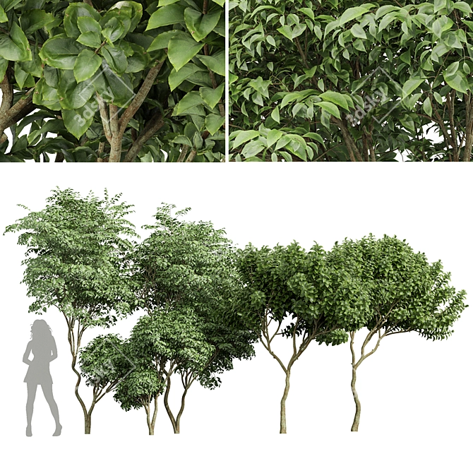 Botanical 3D Tree Models Pack 3D model image 1