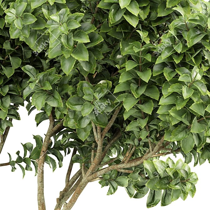 Botanical 3D Tree Models Pack 3D model image 2