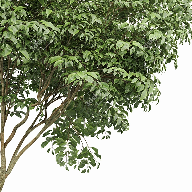 Botanical 3D Tree Models Pack 3D model image 3